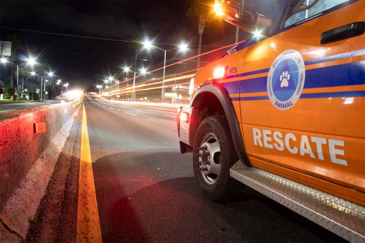 Capital fomenta el rescate y la adopción animal