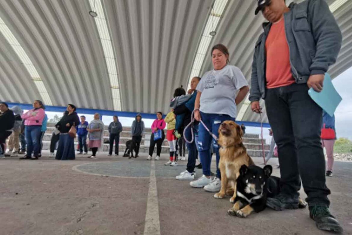 Corregidora-realiza-campaña-de-esterilización-de-mascotas Corregidora realiza campaña de esterilización de mascotas
