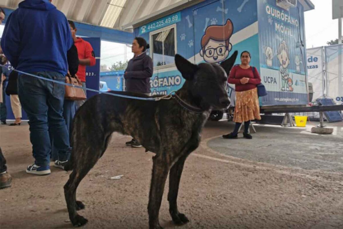 Dan-buenos-resultados-en-protección-animal-en-Corregidora Dan buenos resultados en protección animal en Corregidora