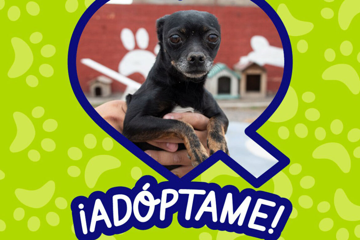 Habrá-mega-jornada-de-adopción-animal Habrá mega jornada de adopción animal