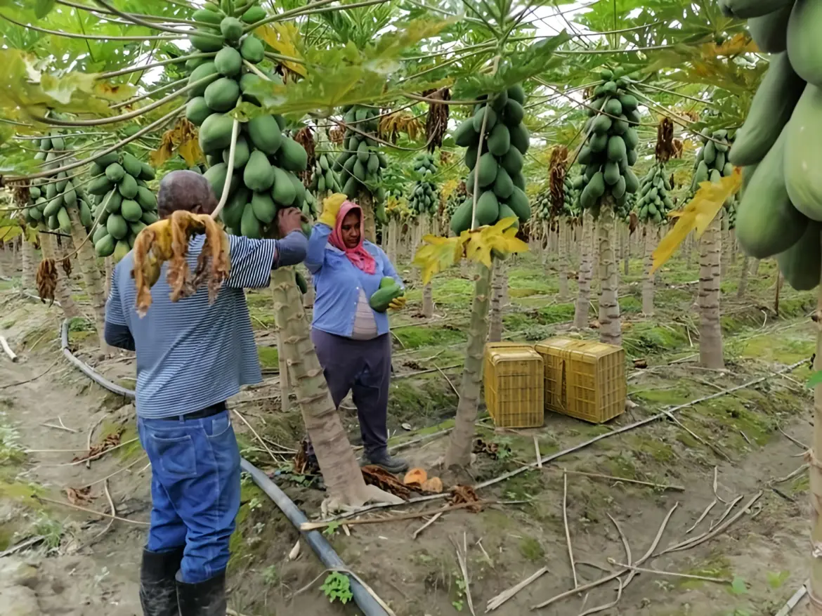 Primer Congreso de Agricultura Sostenible del Valle del Cauca