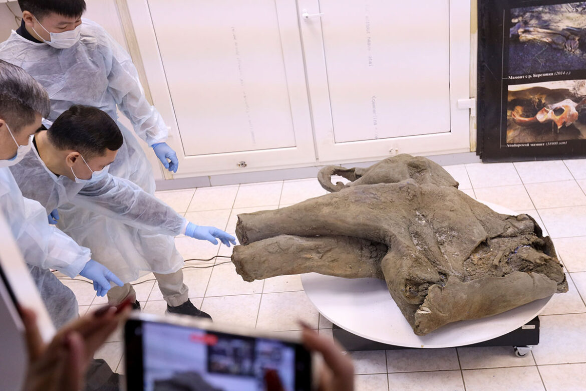 Hallan-mamut-bebé-preservado-desde-hace-50-mil-años Hallan mamut bebé preservado desde hace 50 mil años