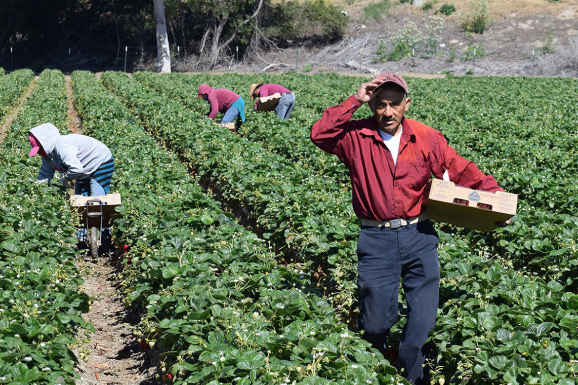 Mexicanos-aportan-el-8%-del-PIB-de-Estados-Unidos Mexicanos aportan el 8% del PIB de Estados Unidos