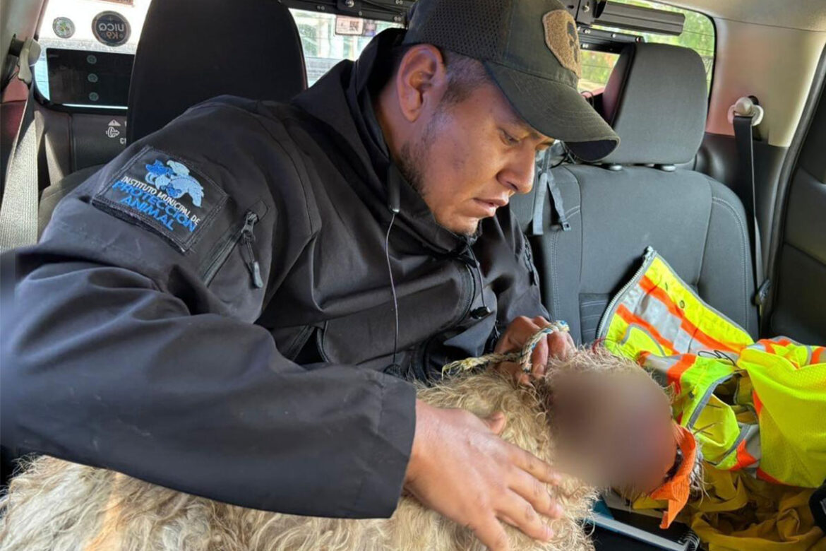 El Marqués atiende caso de crueldad animal