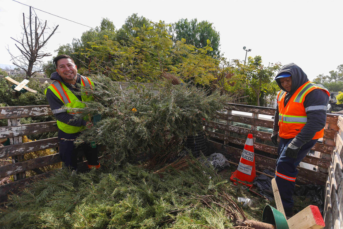 Corregidora anuncia campaña de recolección de árboles naturales de Navidad