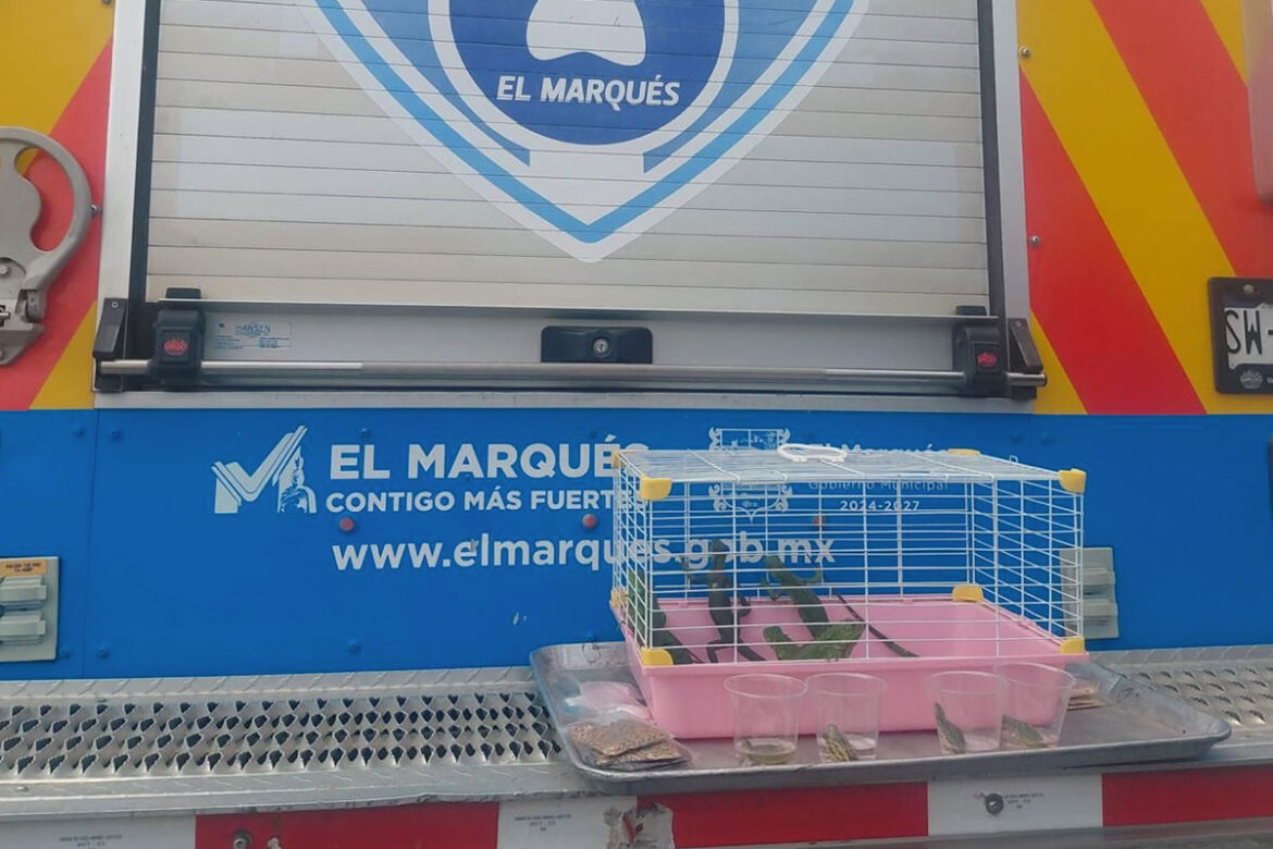 Aseguran animales por presunta venta irregular en El Marqués